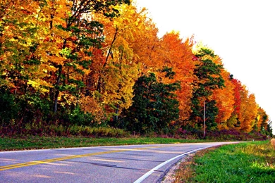 Autumn Road   (