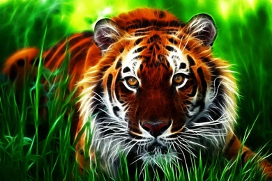 Wallpapers: Tiger 3D Wallpapers