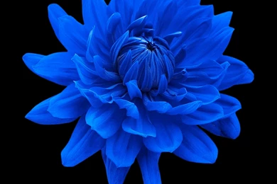 Blue Flower Black Backgrounds