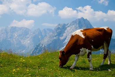 High Resolution Cow High Resolution Wallpapers Full Size ...