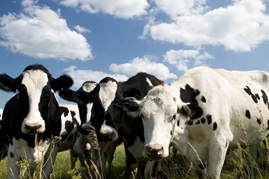 Cow HD Backgrounds Wallpapers Attachment 11333 Amazing Wallpaperz