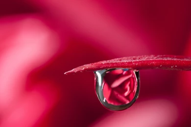 Water Drop Wallpaper Backgrounds