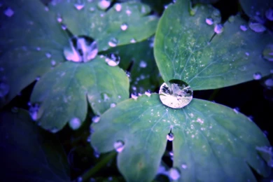 538 Water Drop HD Wallpapers