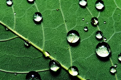 Leaf Water Drop Wallpapers HD Wallpapers