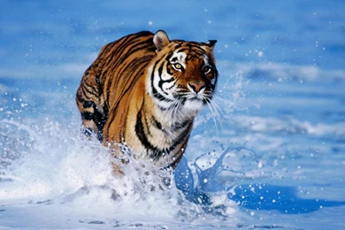 Wild Animal Wallpapers HD Tiger