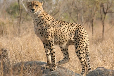 Religious Wallpapers Free Downloads *Radical Pagan Philosopher ...