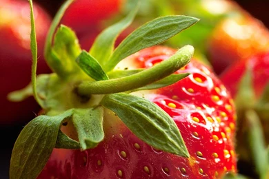 Desktop Wallpapers · Gallery · Nature · Strawberry