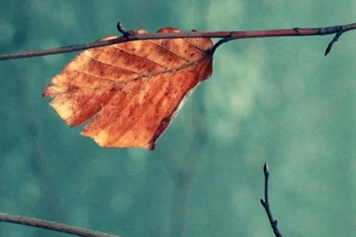 Nature Galaxy S4 Wallpapers Hd