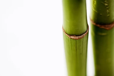 Wallpapers White, Green, Bamboo, Bamboo.