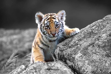 Cute Tiger Cubs Wallpapers
