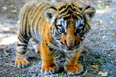 Baby Tiger Cubs Wallpapers