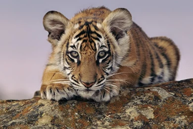 Tiger And Cubs Pics Wallpapers 3d Hd Pictures.
