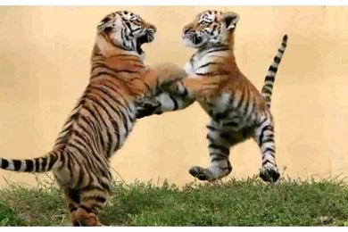 Cute Tiger Cub   Pictures   YouTube
