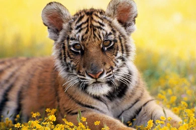 Cute Tiger Cub Posing Wallpapers
