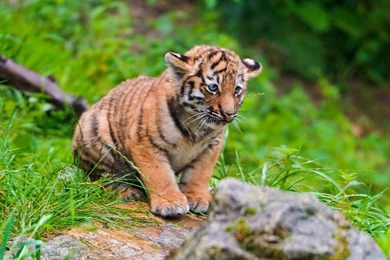 Cute Tiger Cub Wallpapers – Daily Backgrounds In HD