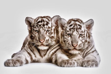 Cute Tiger Cubs Wallpapers