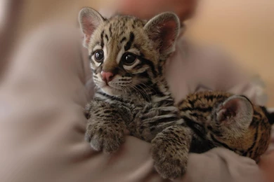 Tiger Cub >> HD Wallpaper, Get It Now!