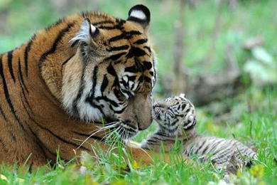 Baby Tiger