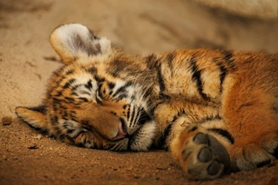 Cats: Cat Nap Sleeping Cute Wild Life Tiger Cub Best Wallpapers ...