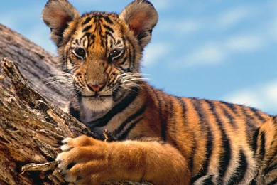 Tiger Cub Cute Quotes. QuotesGram