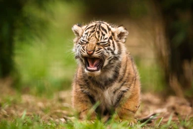 Cute New Born Tiger Cub Wallpapers
