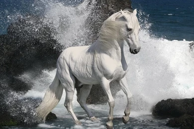 Live wallpaper free download for desktop 3 26683 HD Wallpapers ...