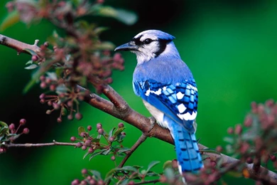 Worlds Best Nature Wallpapers