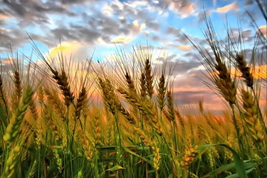 Other Wheat Sky Nature Pretty Tumblr Desktop Wallpapers ~ Other ...