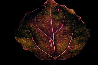 Artistic Desktop Wallpapers And Artwork