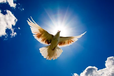Wallpapers Holy Spirit 1280x800