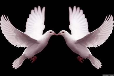 White Dove Holy Spirit   Wallpaper.