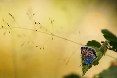 Brown And Blue Butterfly HD Desktop Wallpapers : Fullscreen ...