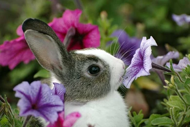 Baby Bunny Wallpapers   Wallpapers HD Fine