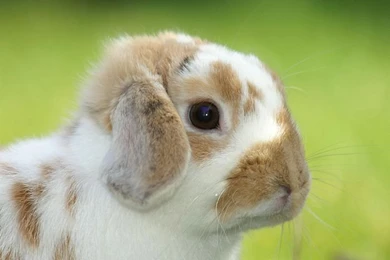 1600*1200 Easter Bunny Pictures   Easter Bunny Wallpaper21 ...