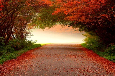 Fall Free Wallpaper Backgrounds