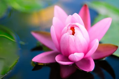 Water Lily Wallpapers   Wallpapers Cave
