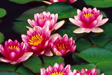 Water Lily Flower Wallpapers 1080p : Flower Wallpapers Kokean.com