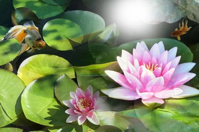 Sunshine On Water Lily >> HD Wallpaper, Get It Now!