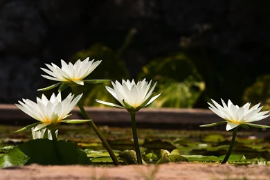 Water Lily HD Wallpapers   New HD Images