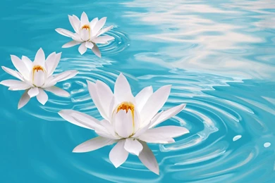 Water Lily Flower Wallpapers