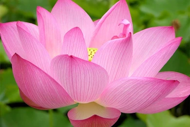 Pink Water Lily Wallpapers