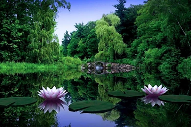 Water Lily Wallpapers For Desktop In HD