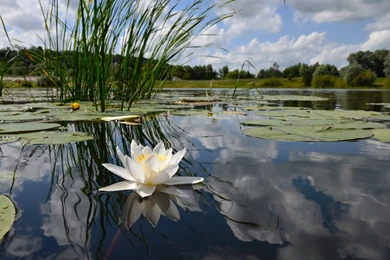 Water Lily Floating On Lake HD Wallpapers