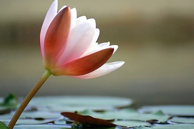 Desktop Wallpapers » Flowers Backgrounds » Waterlily » Www ...