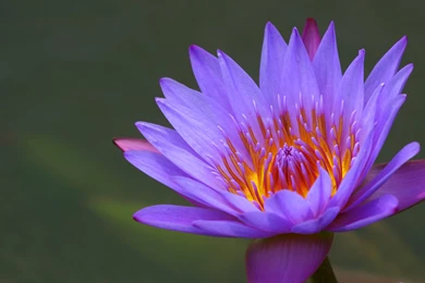 Water Lily Wallpapers