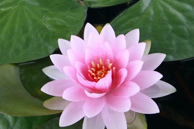 Download Wallpapers 2048x2048 Water Lily, Water, Leaves, Pond New ...