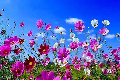 Indian Wallpapers Hub: Spring Season 2014 Wallpapers HD Free Download