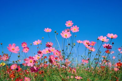 Spring Flowers Desktop Wallpapers