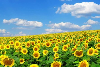 Spring Desktop Wallpapers