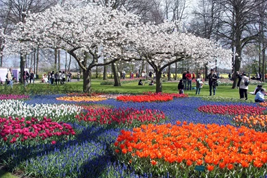 Flowers: Spring Flowers Park Trees Tulips People Desktop ...
